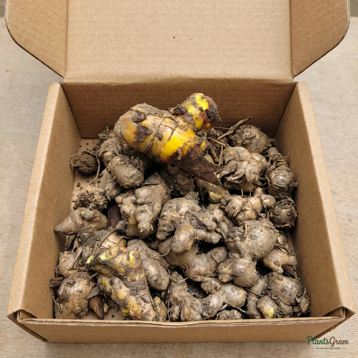 Ginger lily rhizomes in a box
