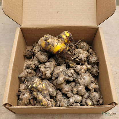 Ginger lily rhizomes in a box