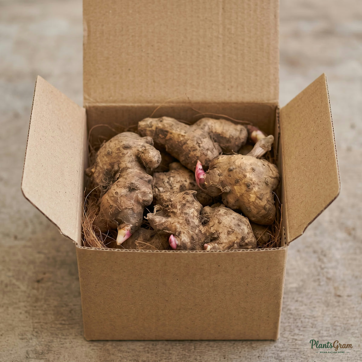 Hedychium Butterfly Ginger Lily bulbs packed in shipping box