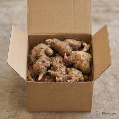 Hedychium Butterfly Ginger Lily bulbs packed in shipping box