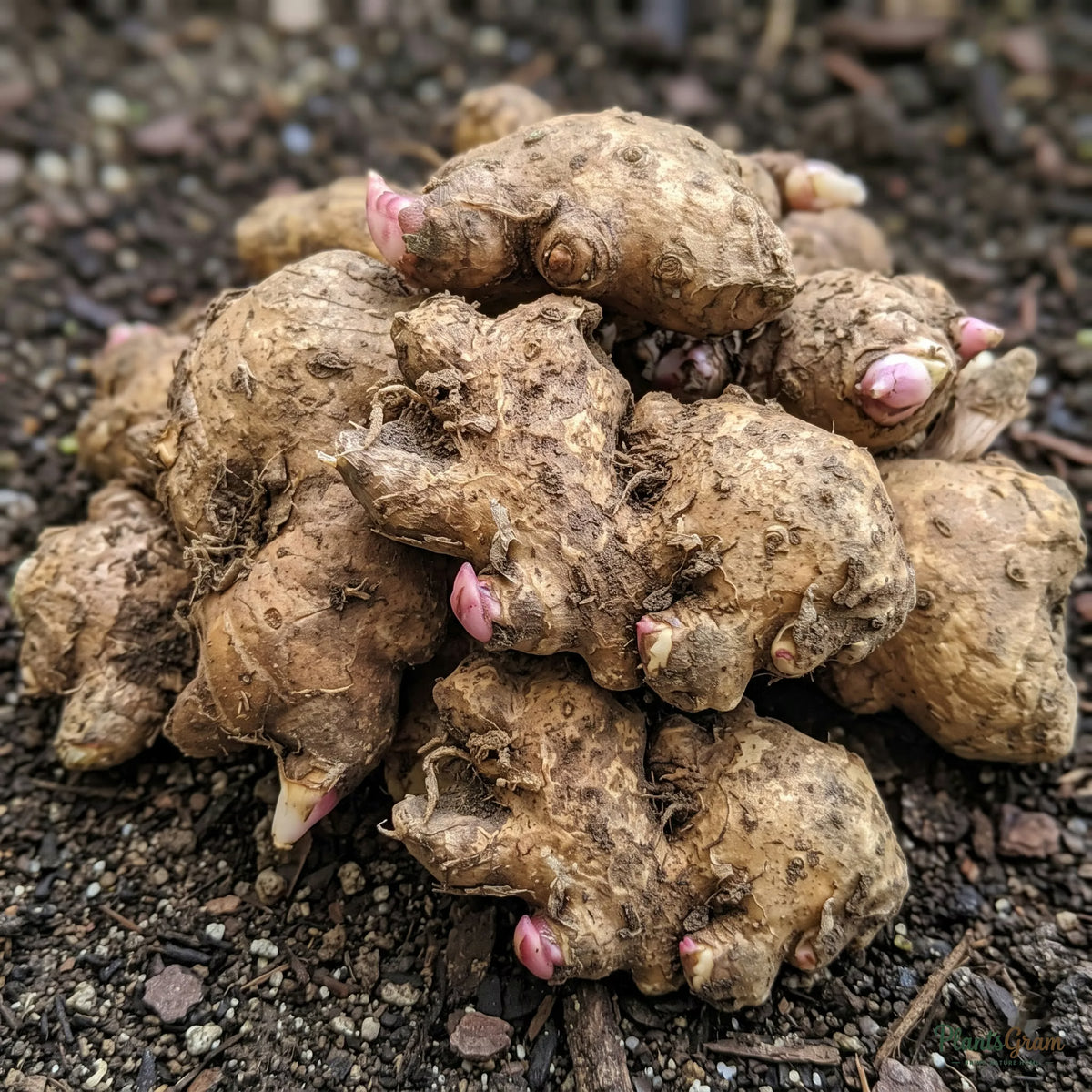 Ginger lily rhizomes piled together