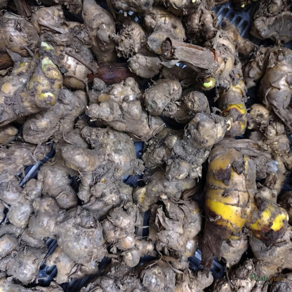 Ginger lily rhizomes piled together