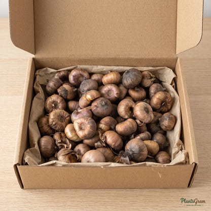 Gladiolus flower bulbs packed for shipping in a kraft paper-lined box