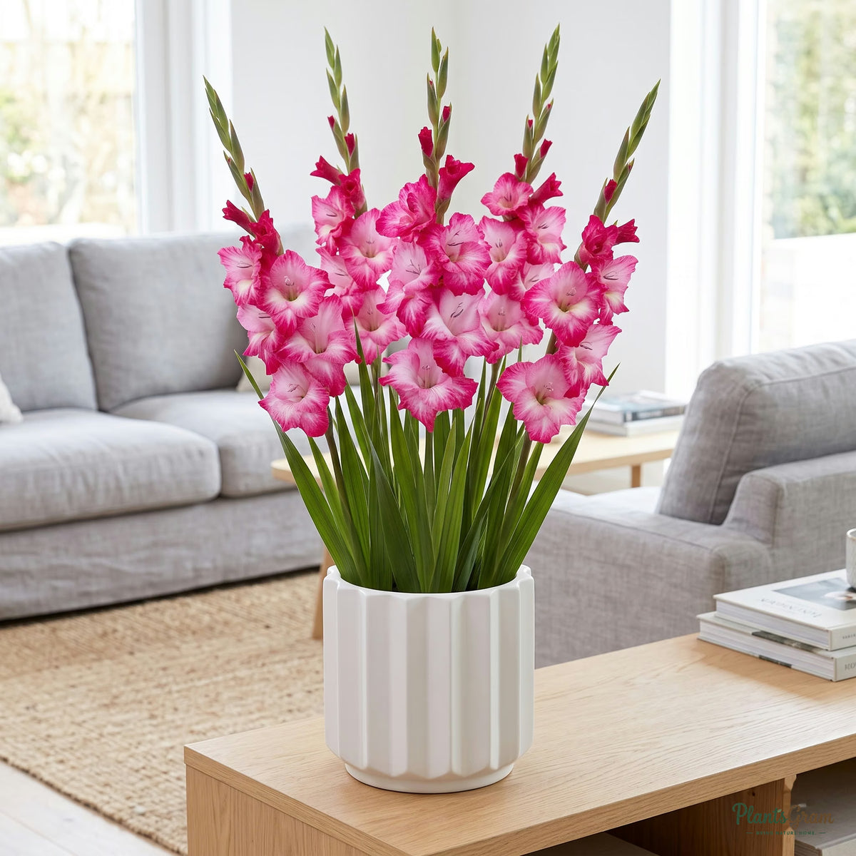 Gladiolus flower plant growing in a planter