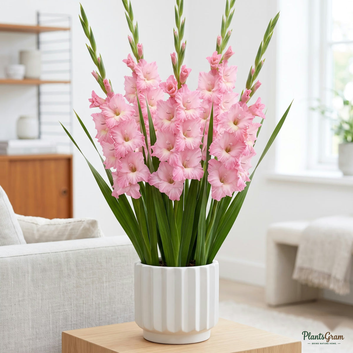 Gladiolus plant growing in a ceramic planter