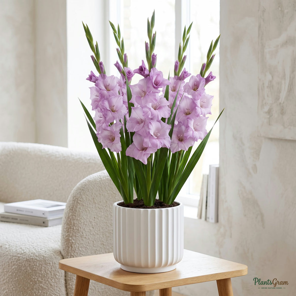 Gladiolus plant growing in a ceramic planter