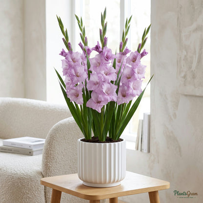 Gladiolus plant growing in a ceramic planter
