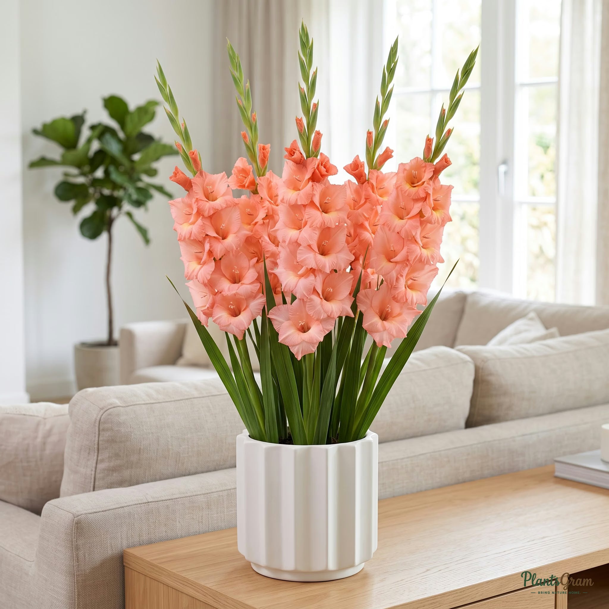 Gladiolus Flower Bulbs (Fortarosa) | PlantsGram