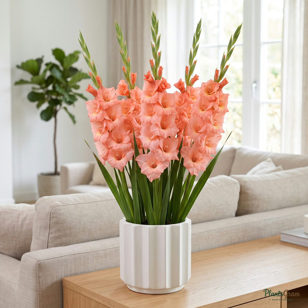 Peach-pink Fortarosa Gladiolus in bloom, potted