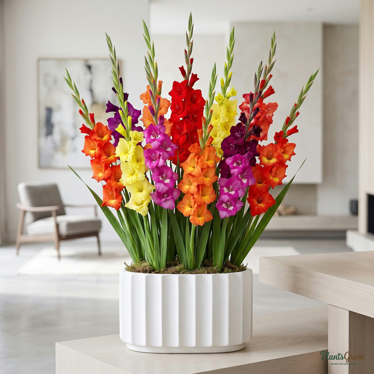 Blooming Gladiolus flower bulbs in mixed colours displayed in a white ceramic planter