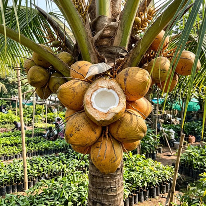 Coconut (Golden) - Fruit Plants & Tree