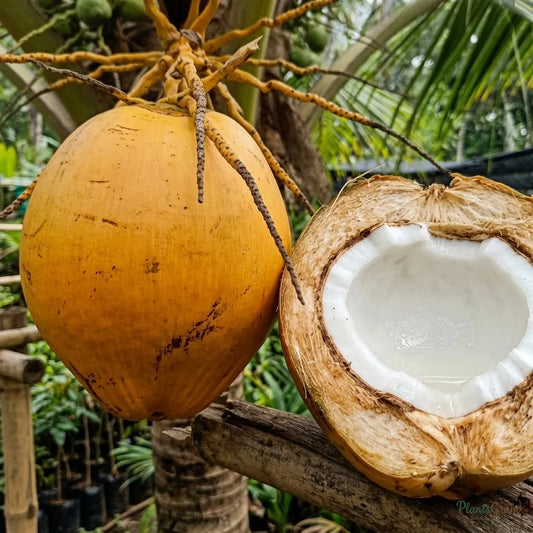Coconut (Golden) - Fruit Plants & Tree