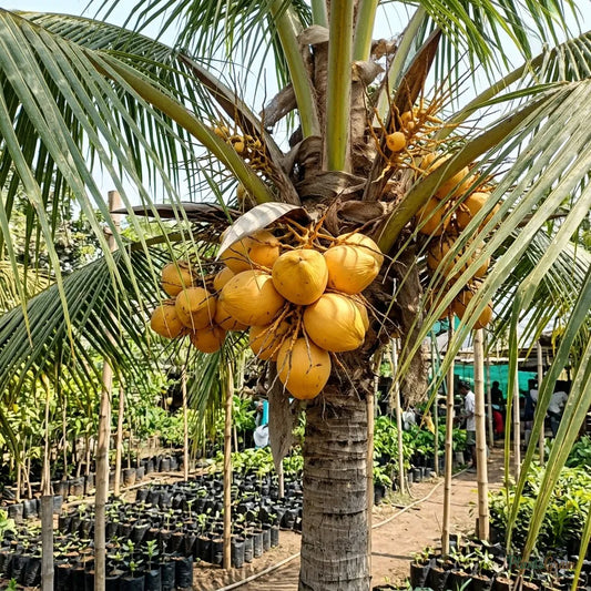 Coconut (Golden) - Fruit Plants & Tree