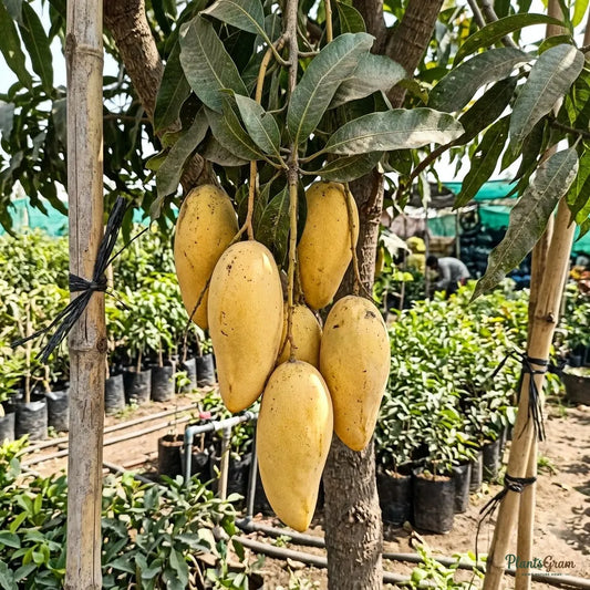 Golden Nam Dok Mai Mango Plant (Grafted) – Thai Variety