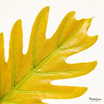Close-up of Philodendron Xanadu's deeply lobed leaf structure