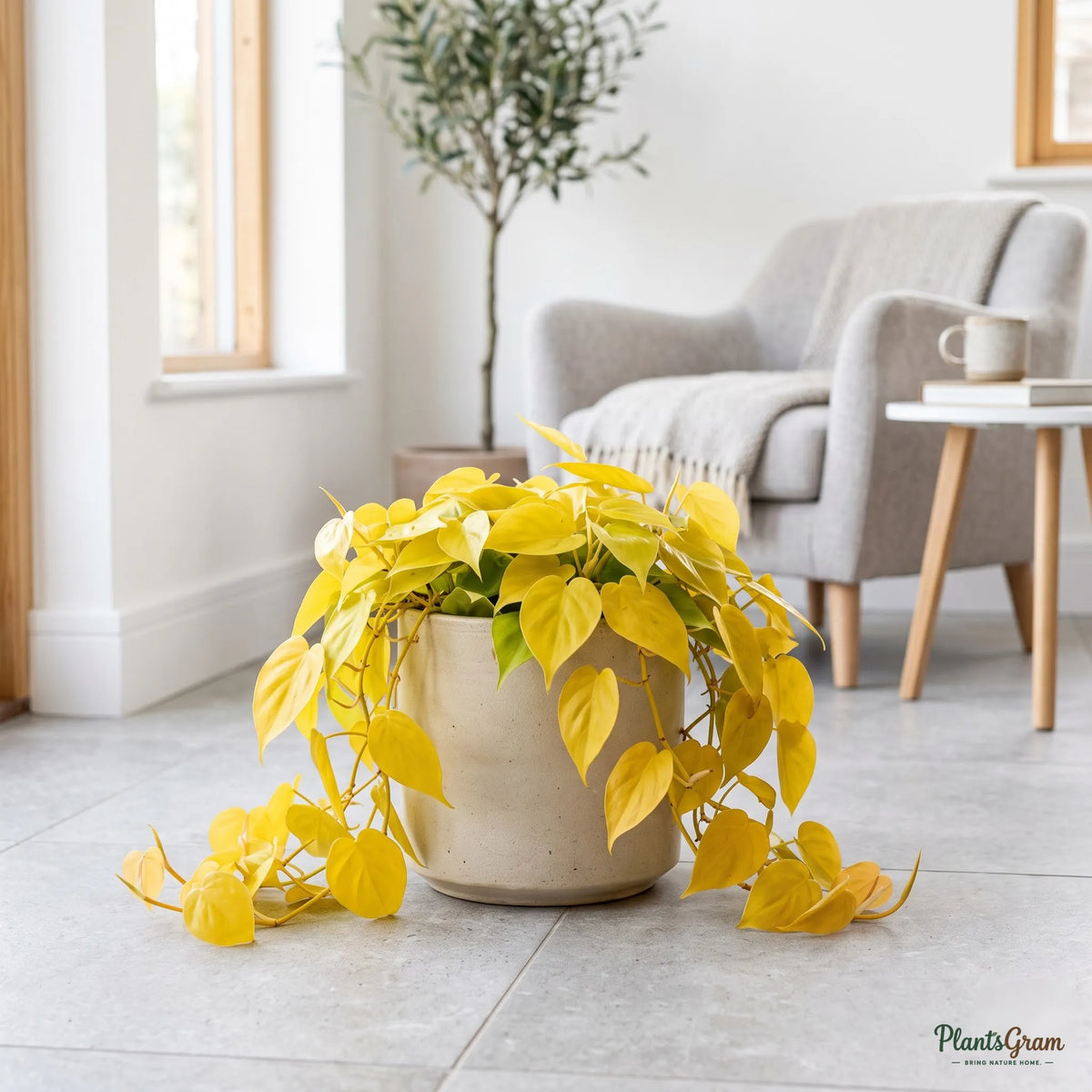 Golden Philodendron Heart Leaf trailing vine in a ceramic planter