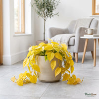 Golden Philodendron Heart Leaf trailing vine in a ceramic planter