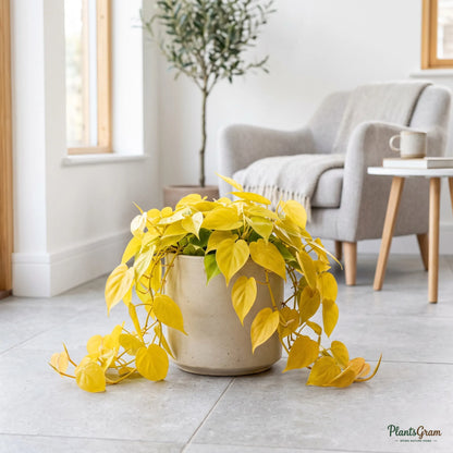 Golden Philodendron Heart Leaf trailing vine in a ceramic planter
