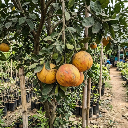 Grapefruit Hybrid (Red) - Fruit Plant