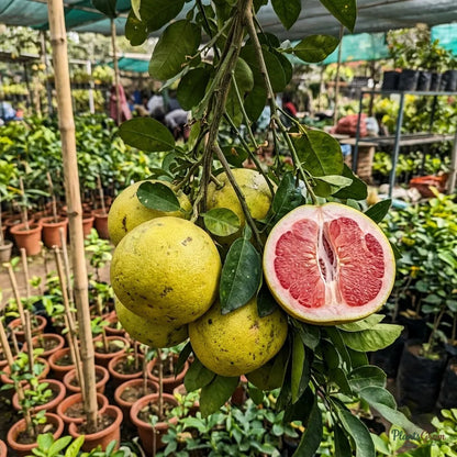 Grapefruit / Pomelo (Grafted) - Fruit Plant