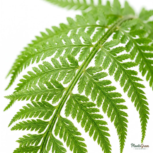 Fern (Green)