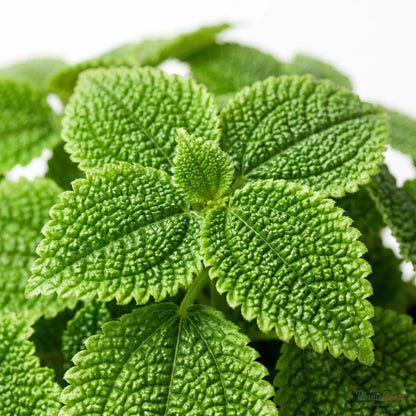 Close-up of green Pilea leaves