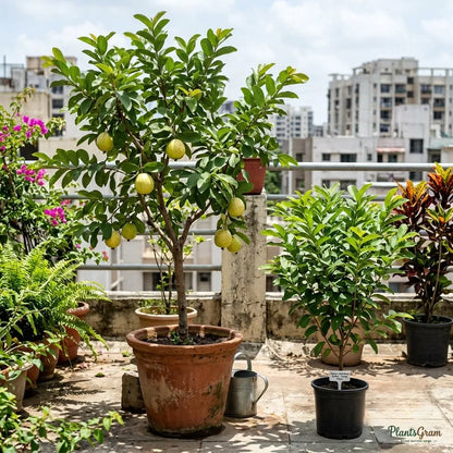 Guava (Allahabad Safed)