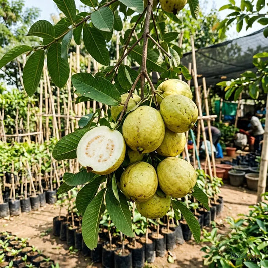 Guava (Allahabad Safed)