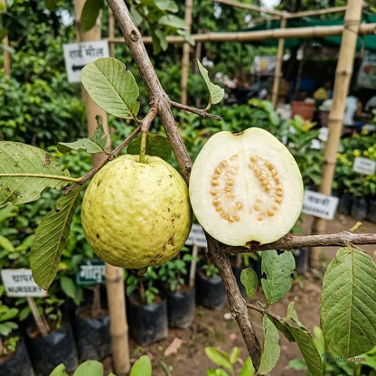 Guava (Allahabad Safed)