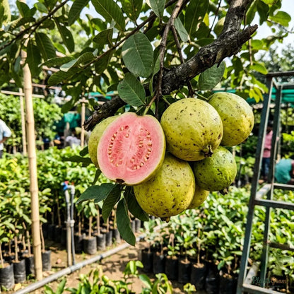 Guava Arka Kiran (Pink Flesh, Soft Seeds) Fruit Plant