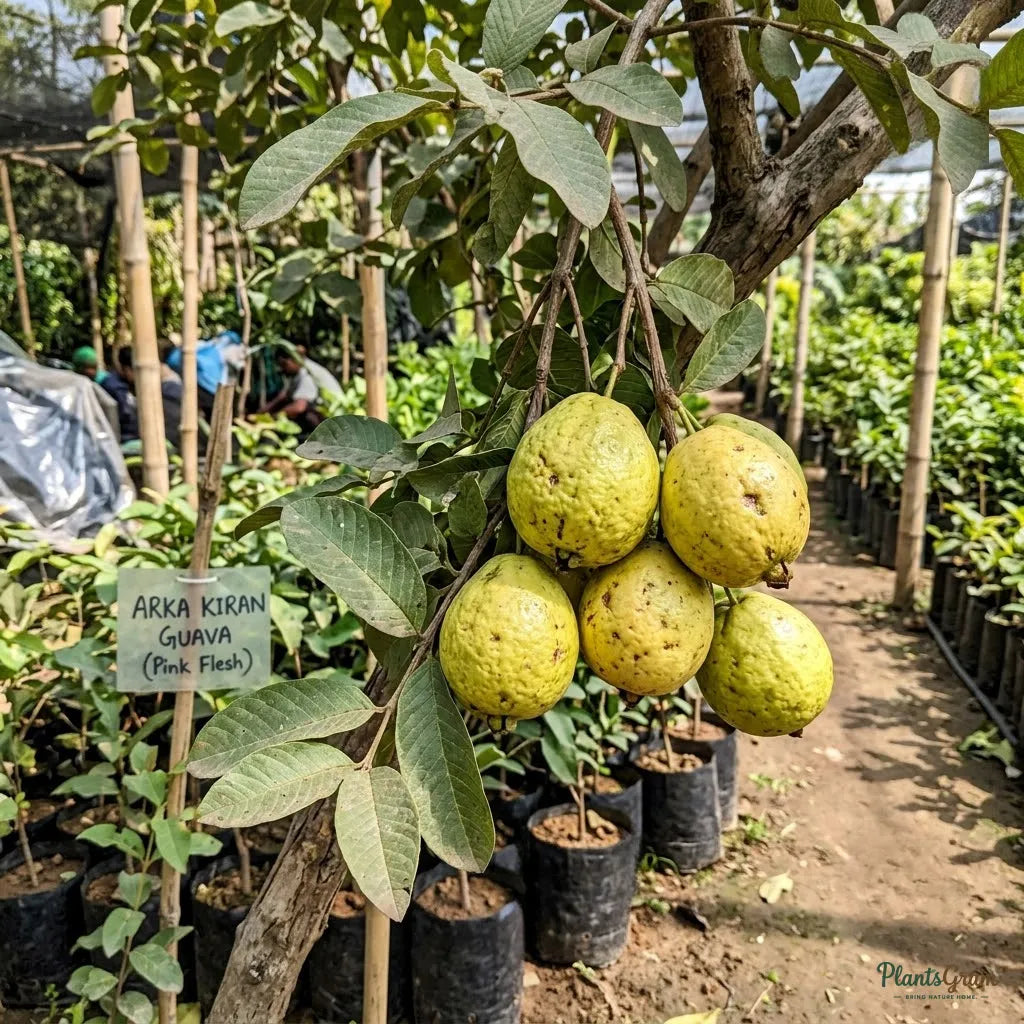 Guava Arka Kiran (Pink Flesh, Soft Seeds) Fruit Plant