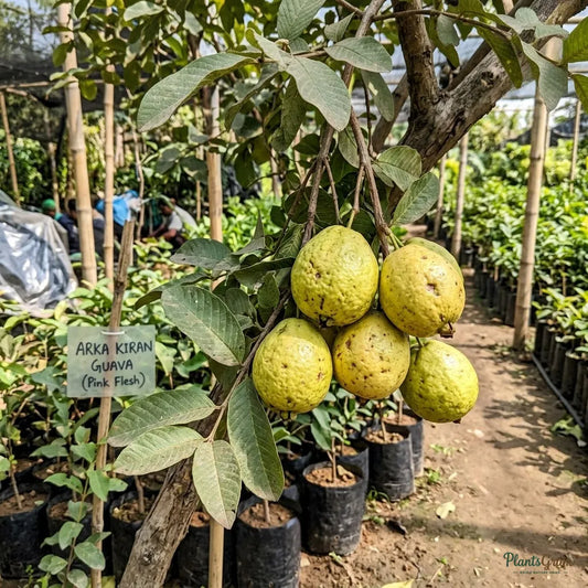 Guava Arka Kiran (Pink Flesh, Soft Seeds) Fruit Plant