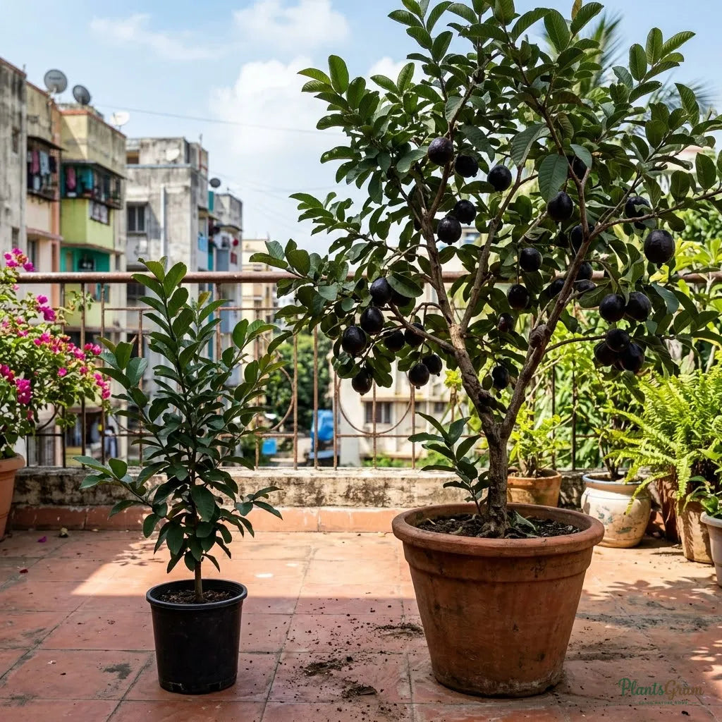 Guava Black Fruit Plant