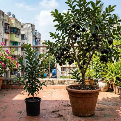 Guava Black Fruit Plant