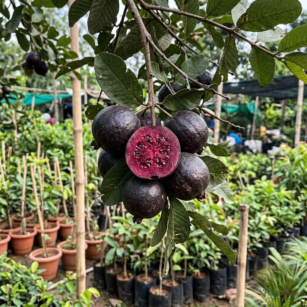 Guava Black Fruit Plant