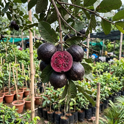 Guava Black Fruit Plant