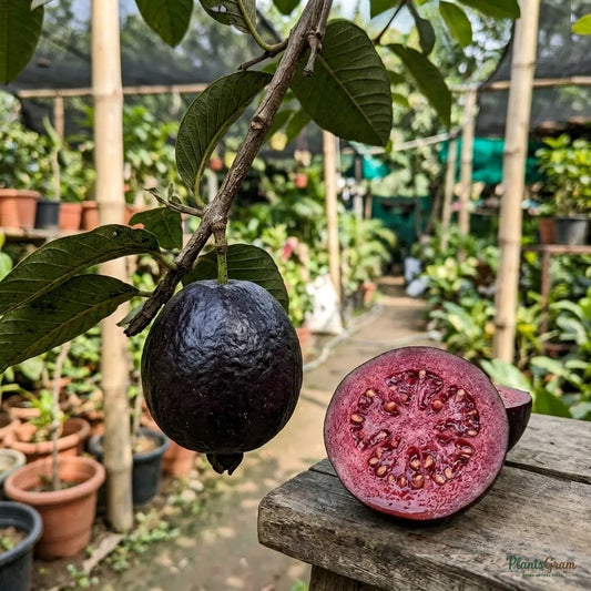 Guava Black Fruit Plant