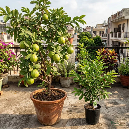 Guava - KG Guava Variety