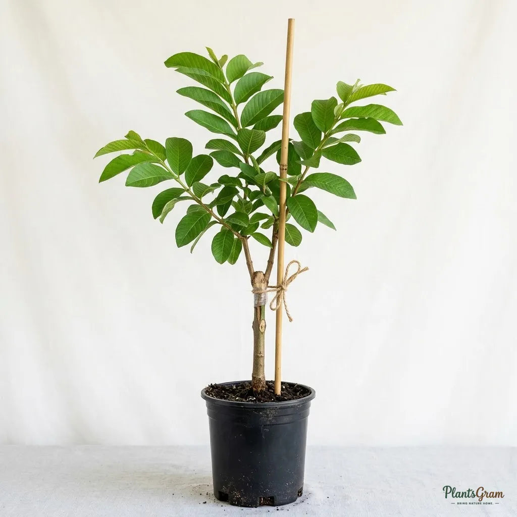 Guava - KG Guava Variety