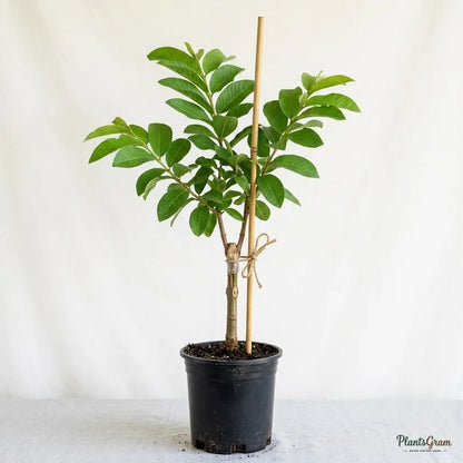 Guava - KG Guava Variety
