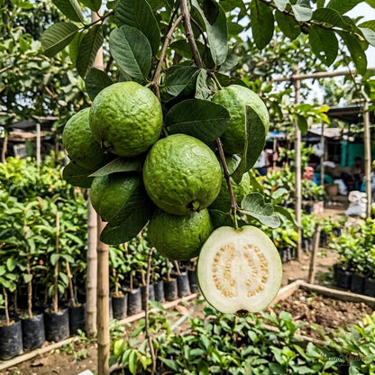 Guava - KG Guava Variety