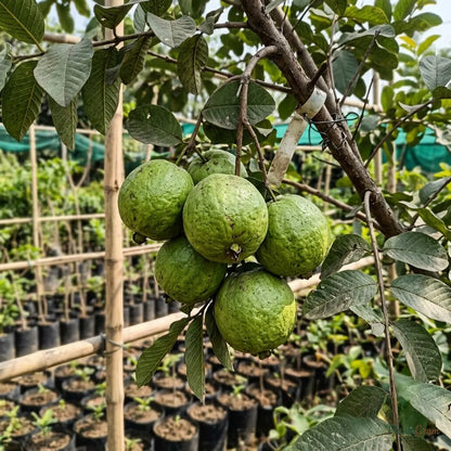 Guava - KG Guava Variety