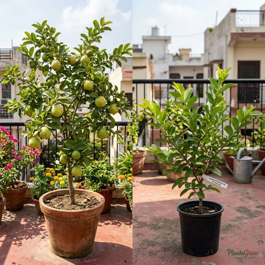 Guava (Air Layered) - Lucknow-49