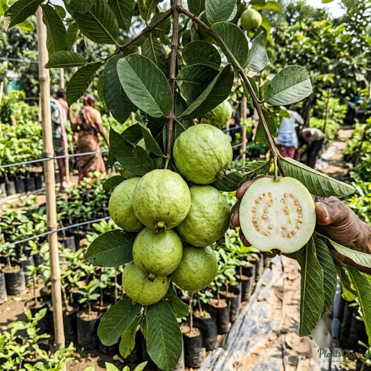 Guava (Air Layered) - Lucknow-49