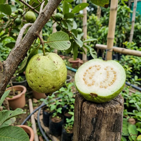Guava (Air Layered) - Lucknow-49