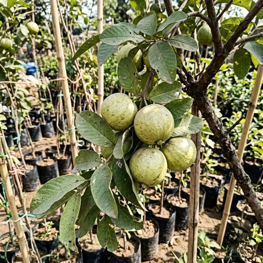 Guava (Air Layered) - Lucknow-49