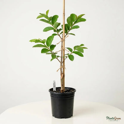 Guava (Pink Flesh) - Lalitha Variety