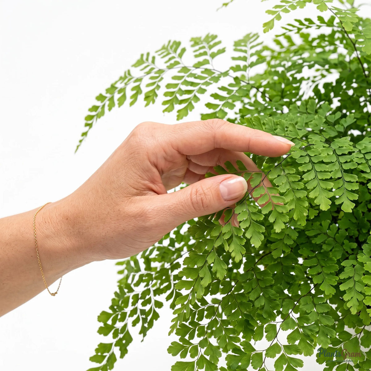 Fern (Green)