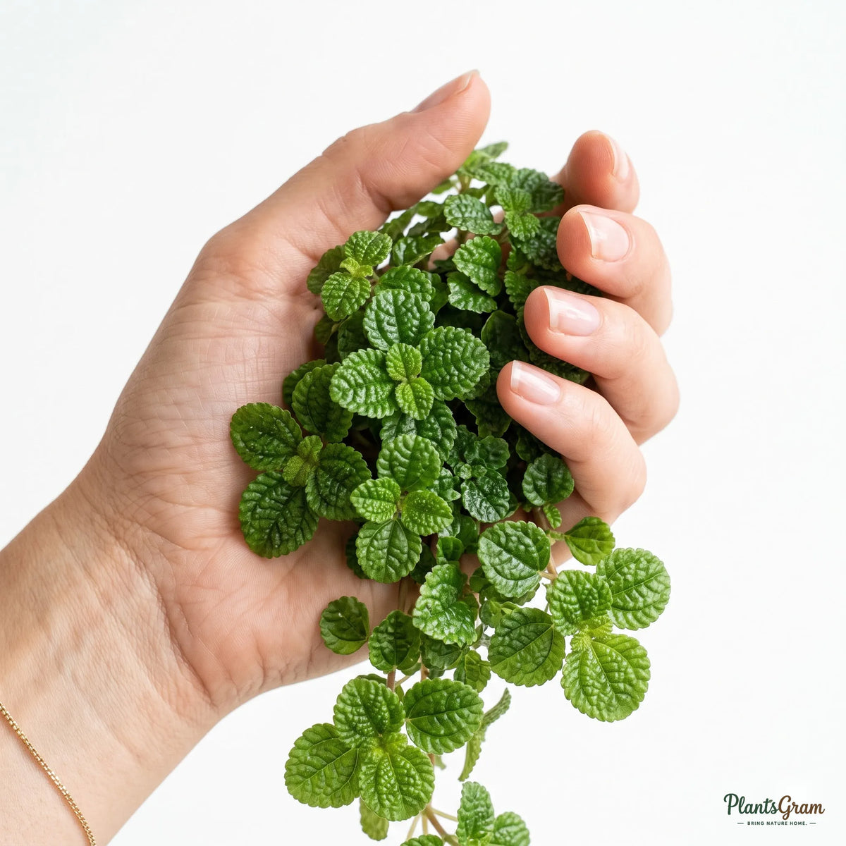 Hand cradling Pilea leaves