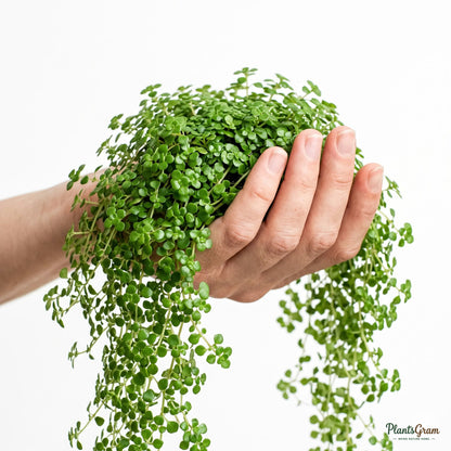 Hand cradling trailing Baby Tears stems